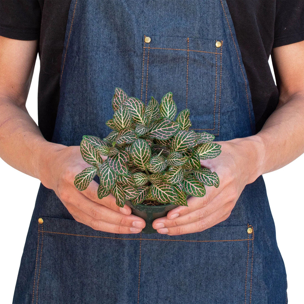 Fittonia 'Pink' – view 2