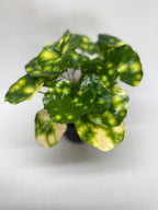 Farfugium Firefly – view 2