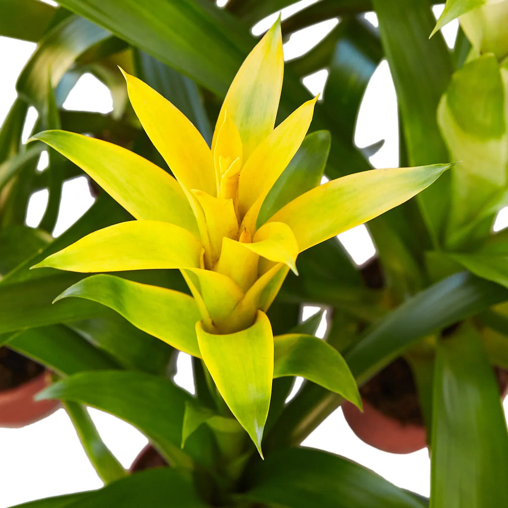 Guzmania Bromeliad 'Yellow' – view 2