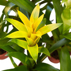 Guzmania Bromeliad 'Yellow' – view 2