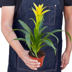 Guzmania Bromeliad 'Yellow' – view 3