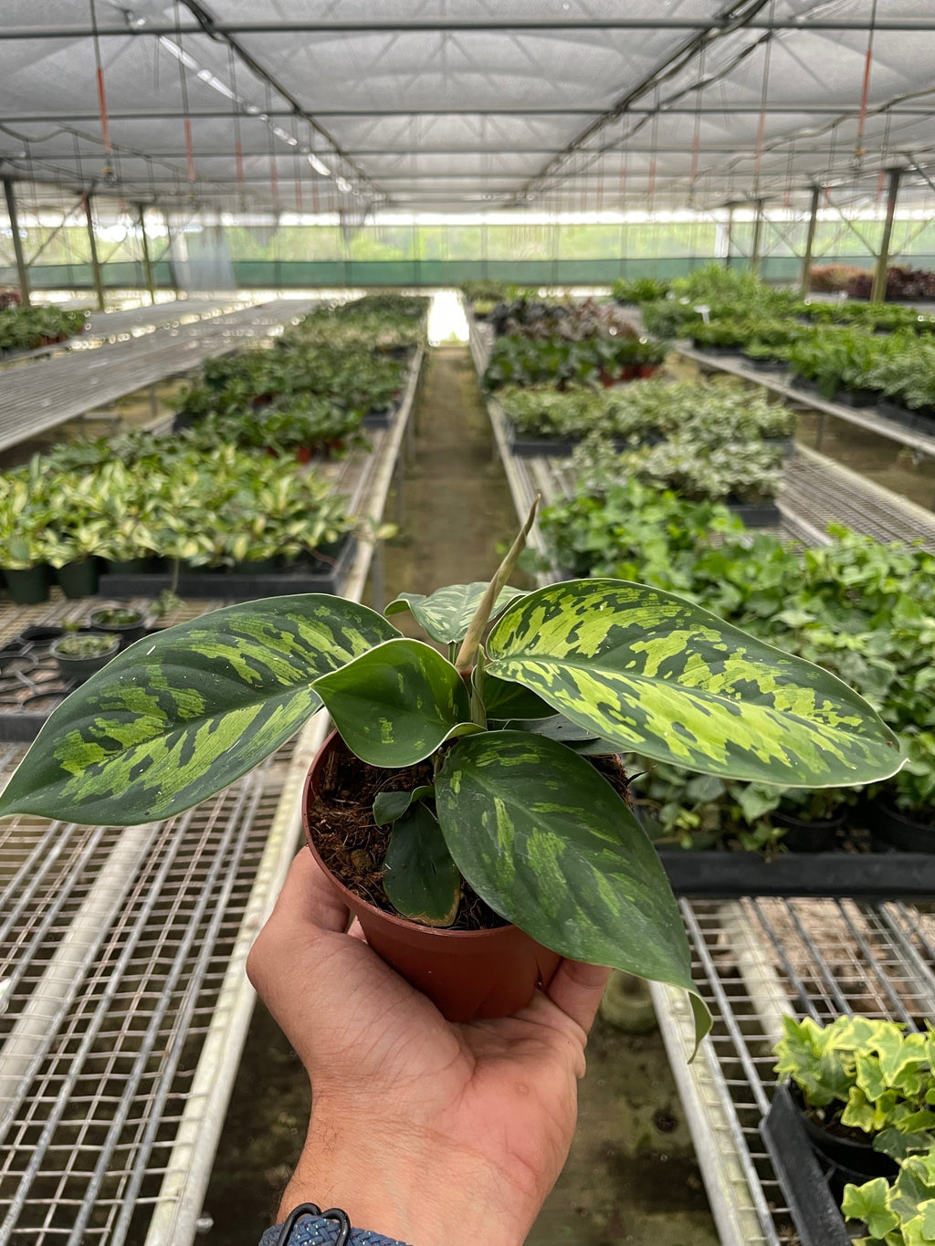 Homalomena 'Camouflage' – view 2