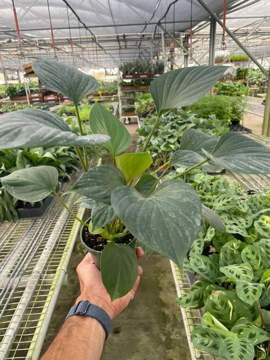 Homalomena 'Emerald Gem' – view 8