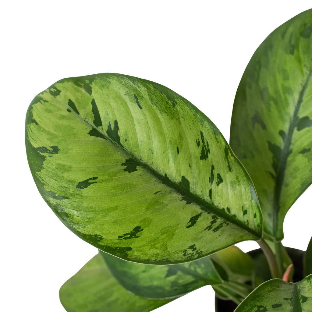 Homalomena 'Selby' – view 2