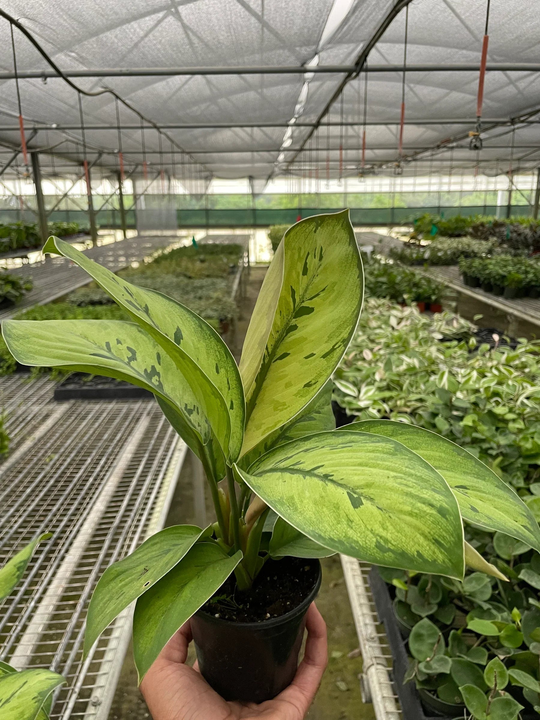 Homalomena 'Selby' – view 4