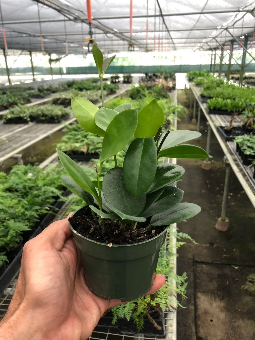 Hoya 'Australis' – view 2