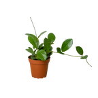 Hoya 'Australis'