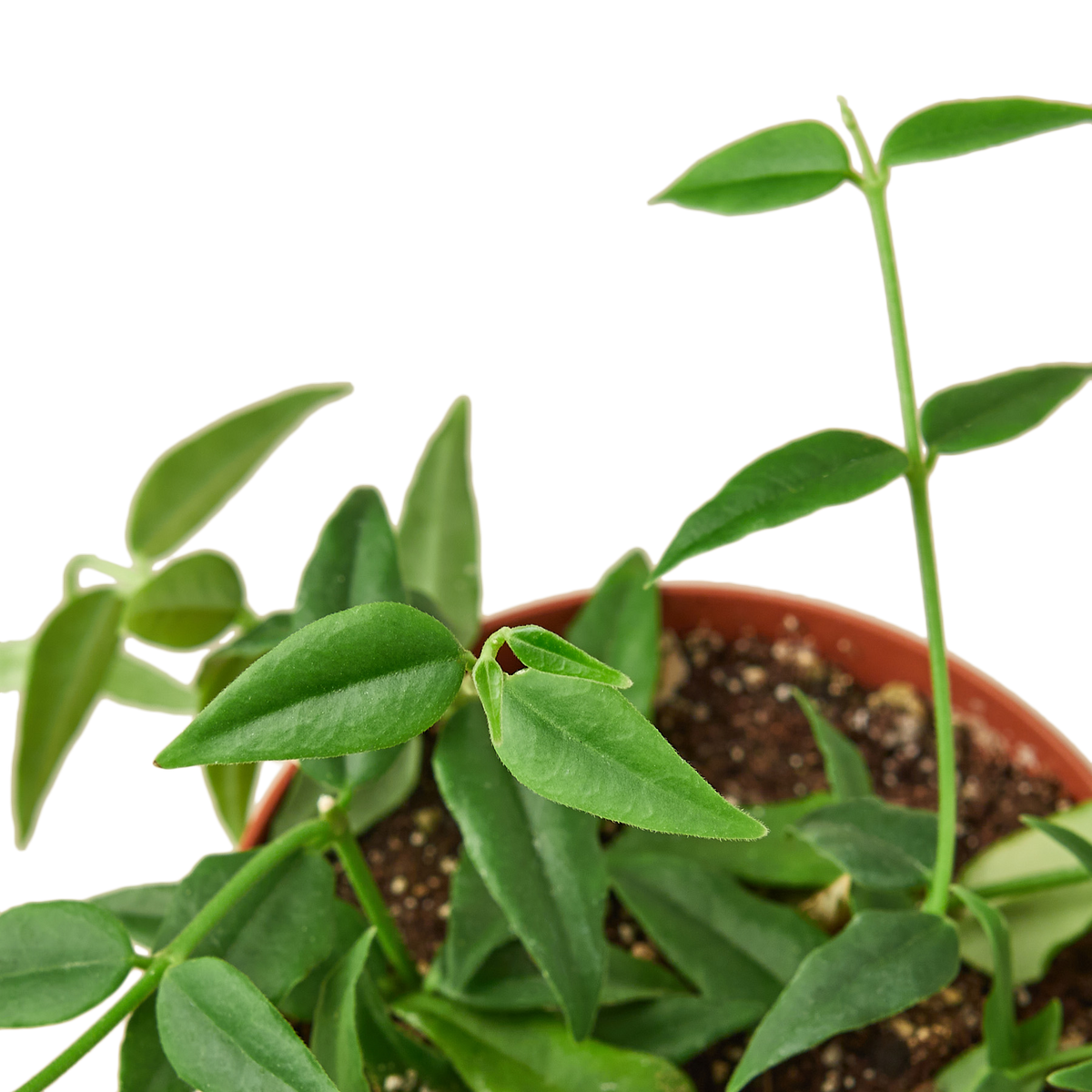 Hoya Bella – view 2