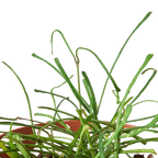 Hoya 'Grass Leafed' – view 2