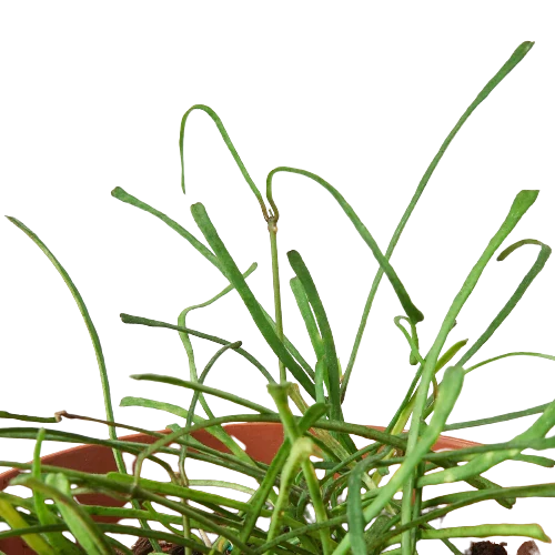 Hoya 'Grass Leafed' – view 2