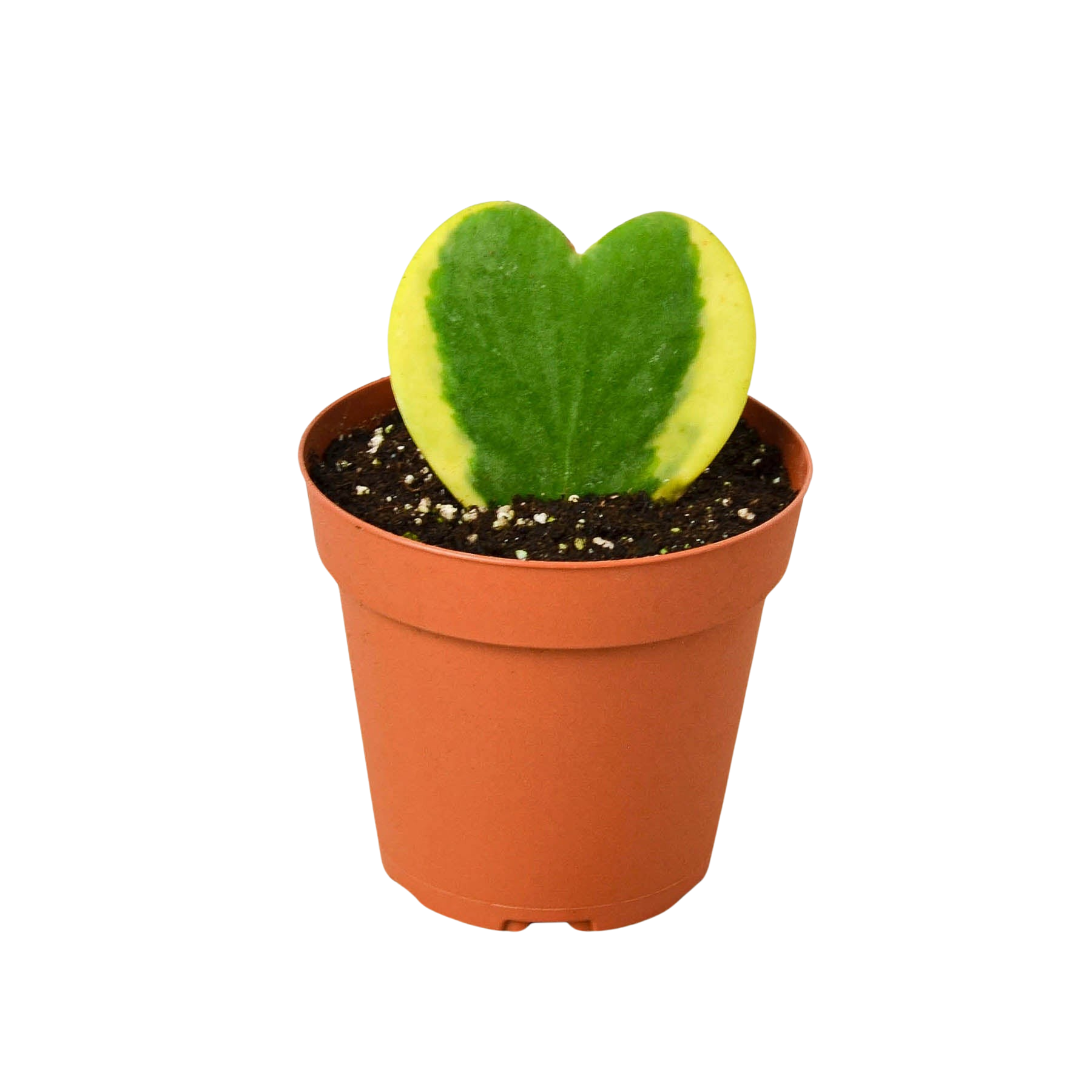 Hoya 'Sweetheart Variegated' – view 7