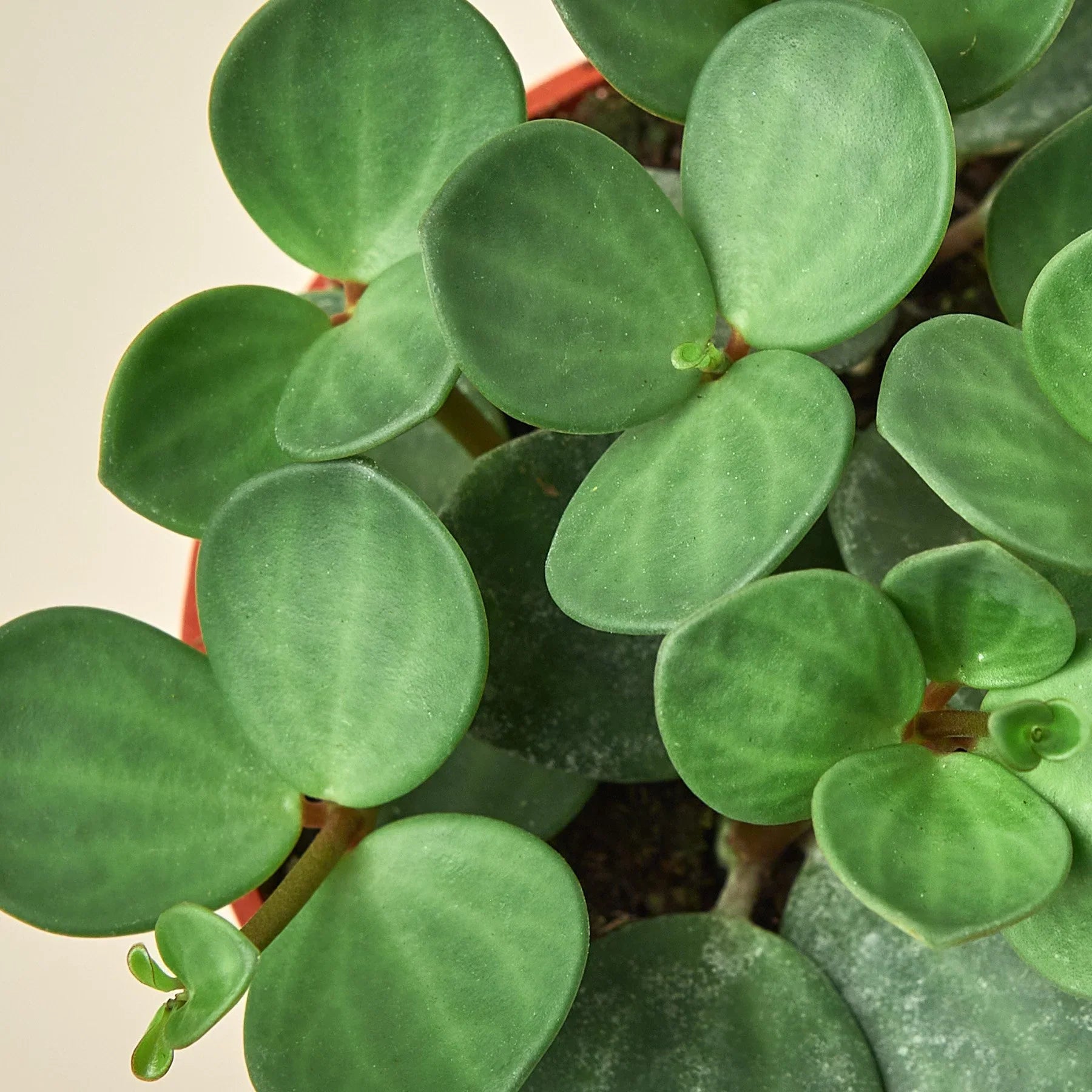 Peperomia 'Hope' – view 2