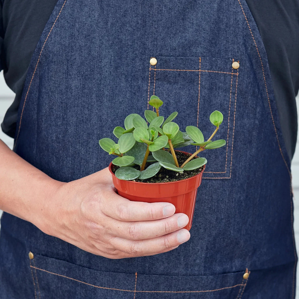 Peperomia 'Hope' – view 3