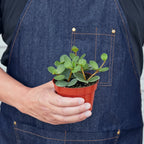 Peperomia 'Hope' – view 3