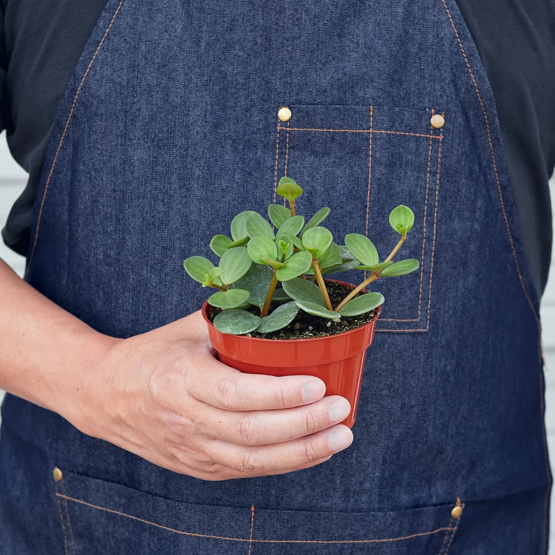 Peperomia 'Hope' – view 3