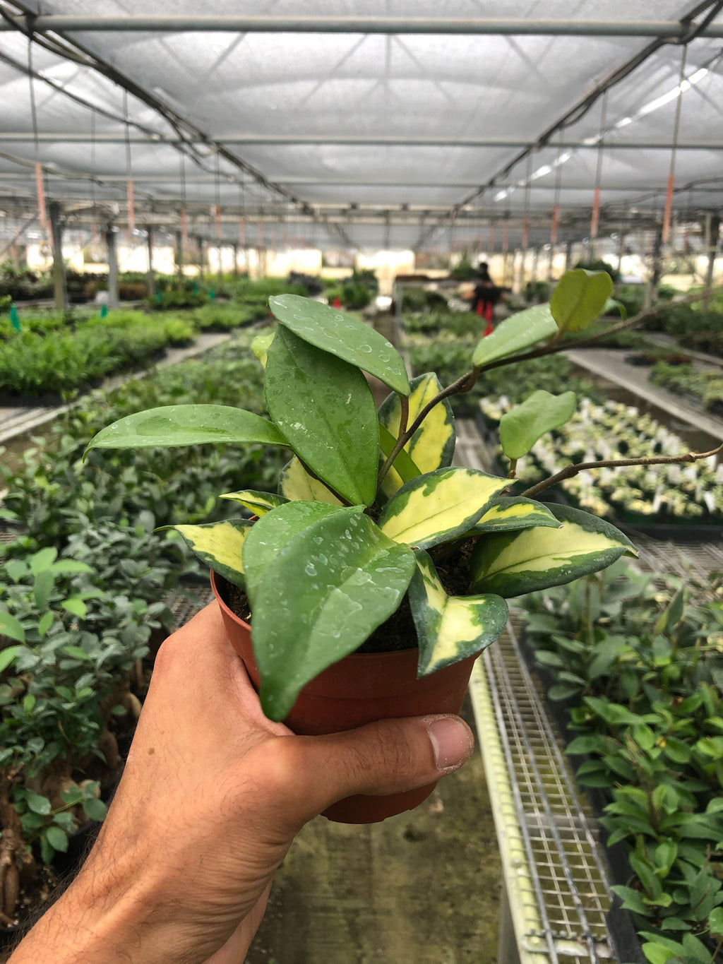 Hoya Carnosa 'Krimson Princess' – view 2