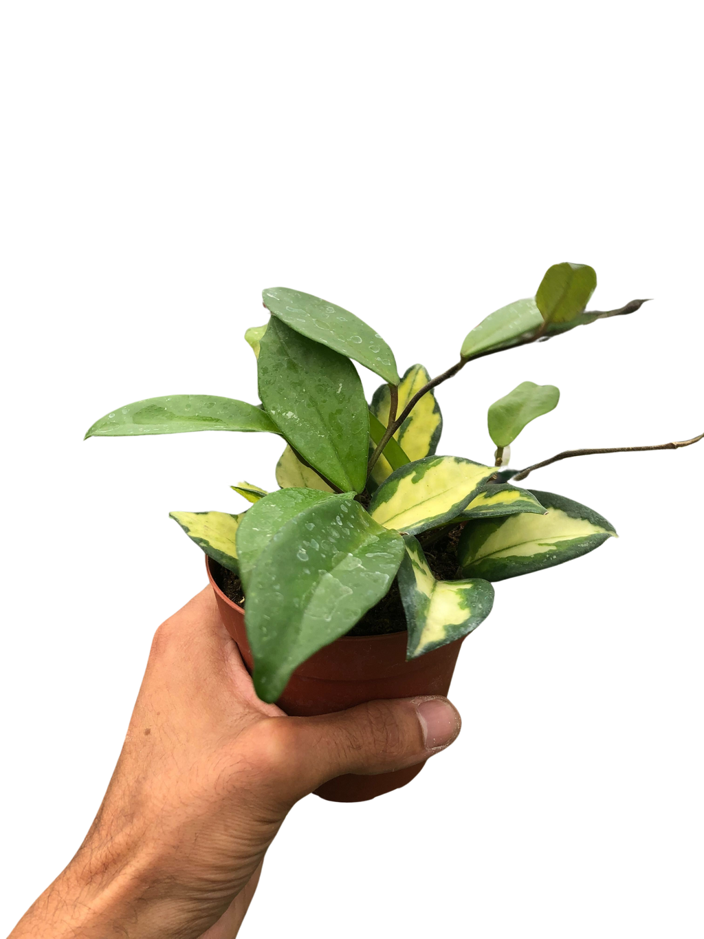 Hoya Carnosa 'Krimson Princess' – view 4