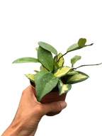 Hoya Carnosa 'Krimson Princess' – view 4