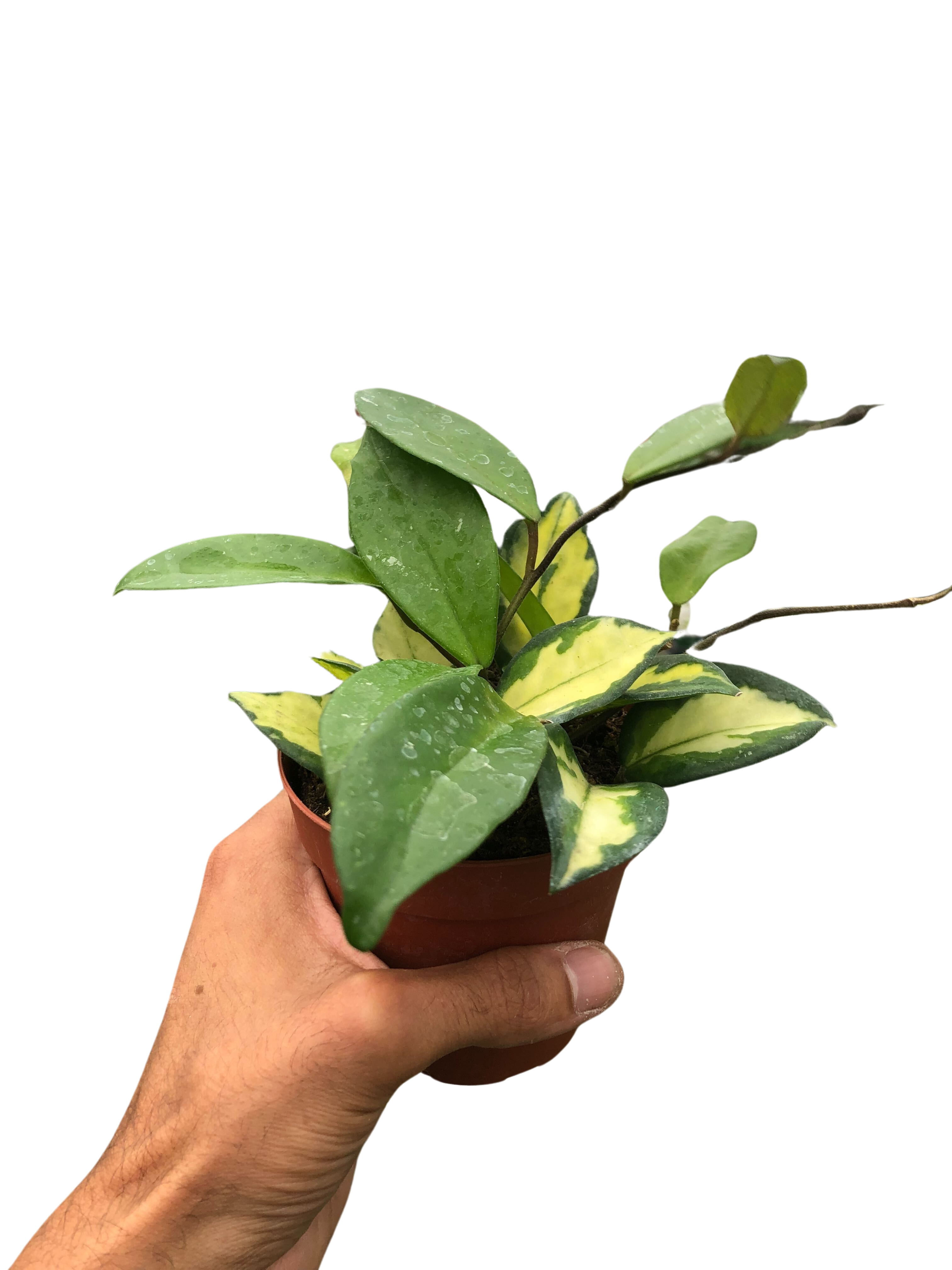 Hoya Carnosa 'Krimson Princess' – view 4