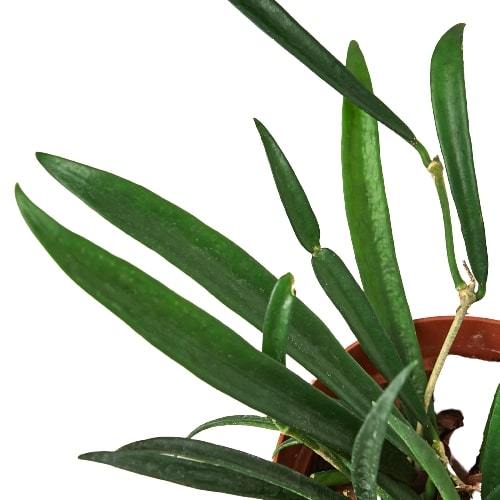 Hoya 'String Bean' – view 2