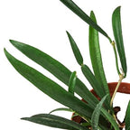 Hoya 'String Bean' – view 2