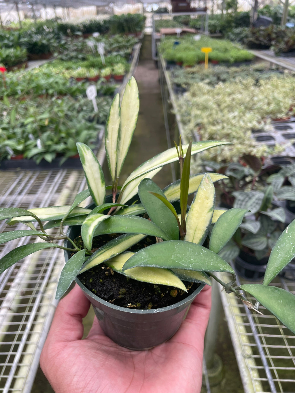Hoya Wayetii Variegated – view 2