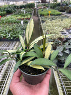Hoya Wayetii Variegated – view 2