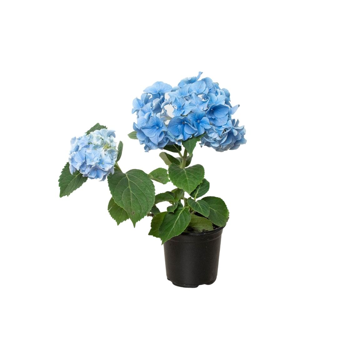 Blue Hydrangea – view 4
