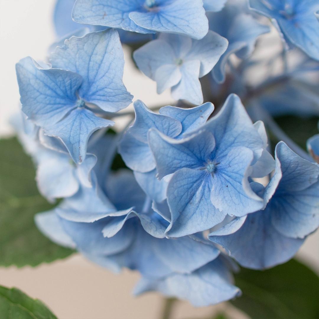 Blue Hydrangea – view 3