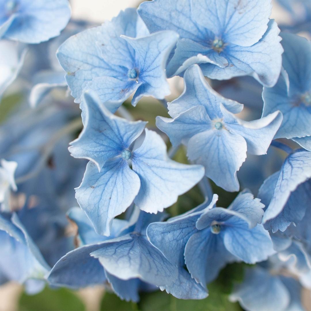 Blue Hydrangea – view 2