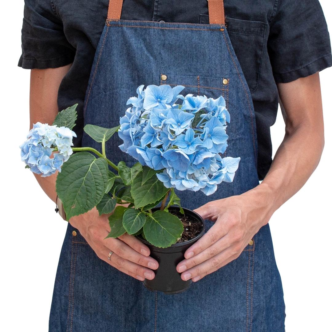 Blue Hydrangea – view 5