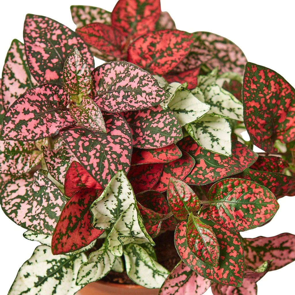 Hypoestes 'Polka Dot' – view 5