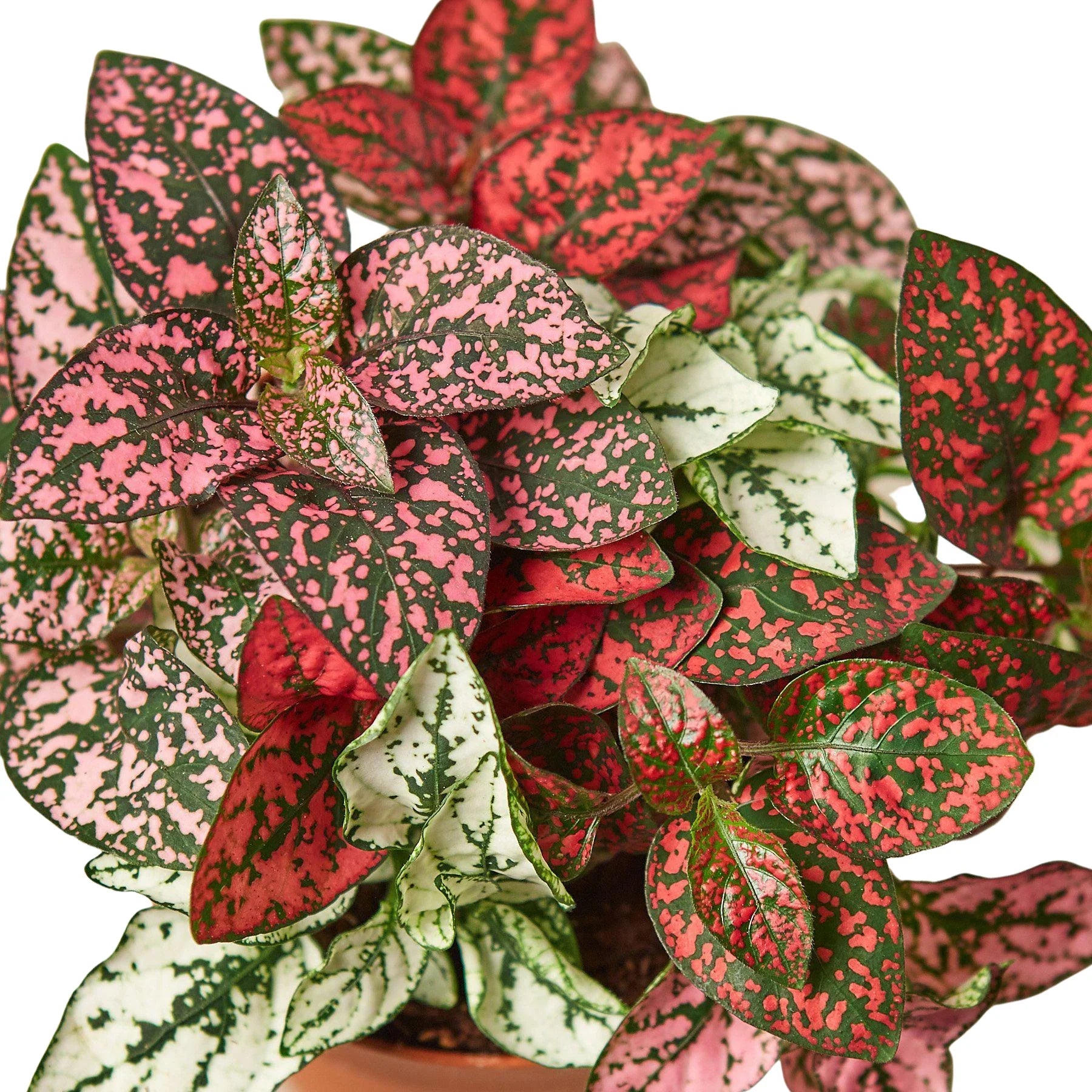 Hypoestes 'Polka Dot' – view 5