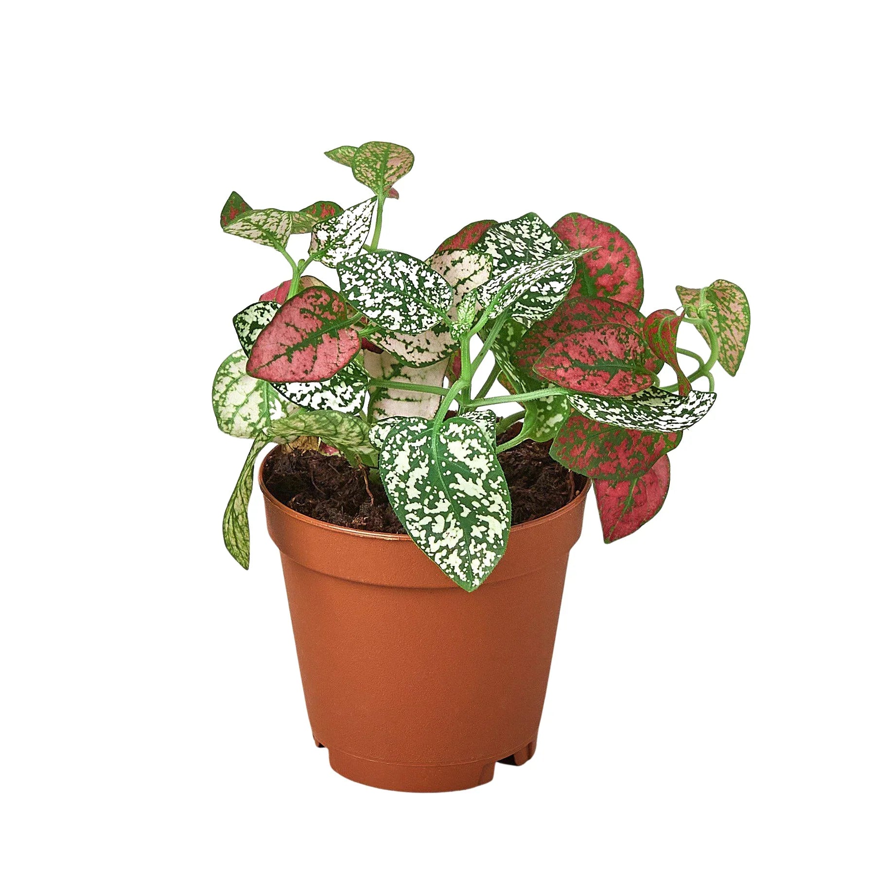 Hypoestes 'Polka Dot' – view 3