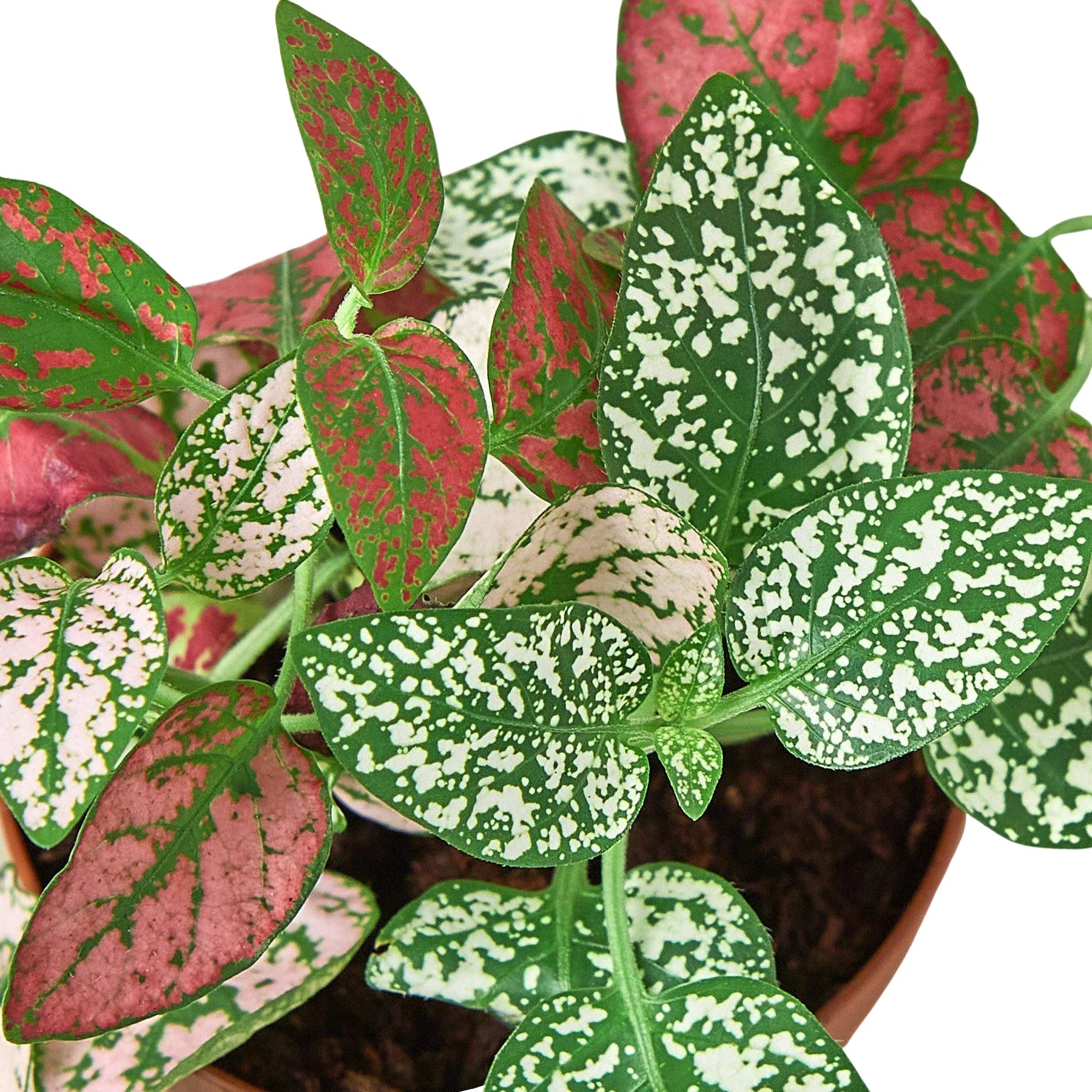 Hypoestes 'Polka Dot' – view 4