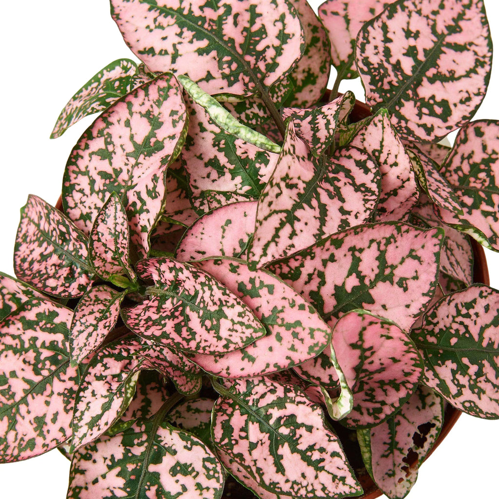 Hypoestes 'Polka Dot' – view 6