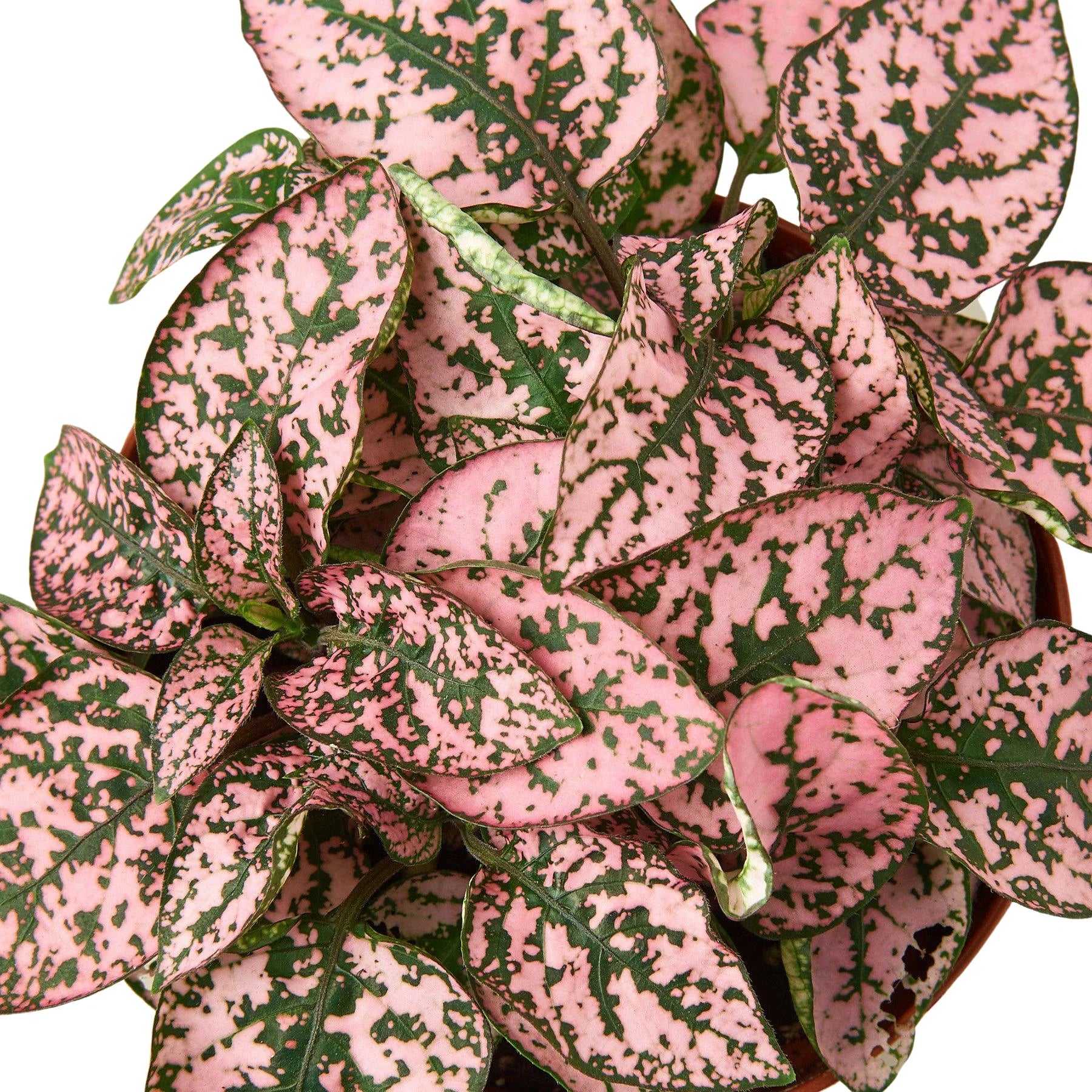 Hypoestes 'Polka Dot' – view 6
