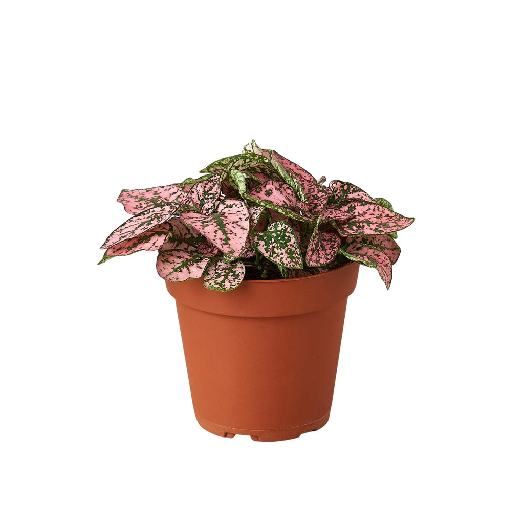 Hypoestes 'Polka Dot' – view 2