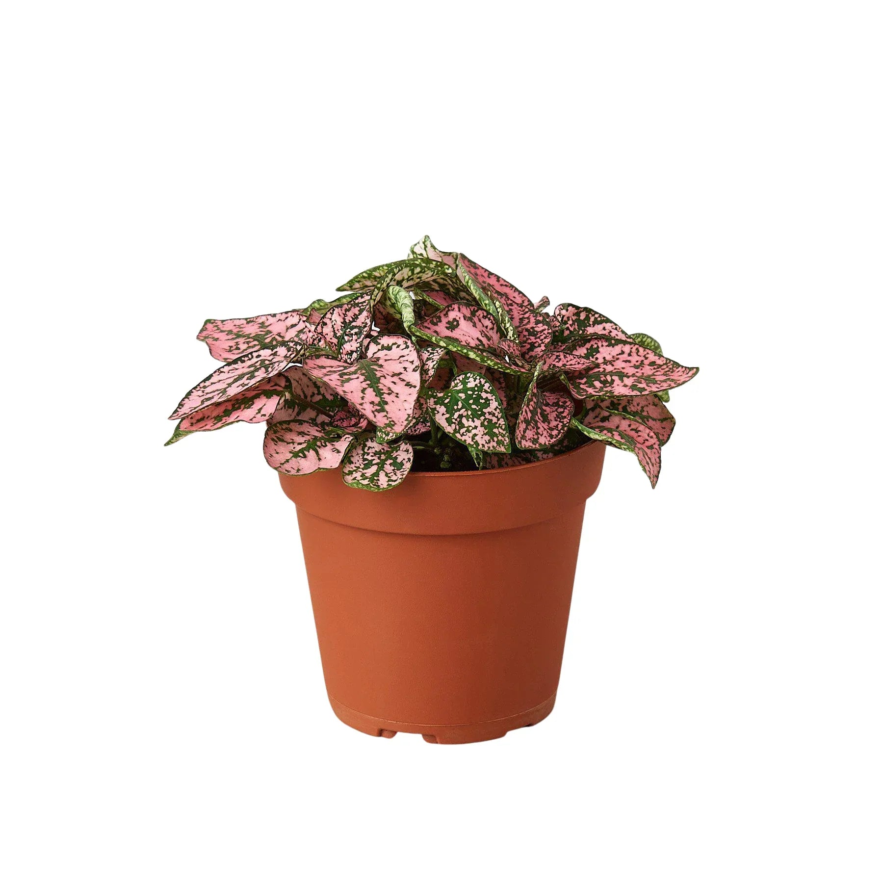 Hypoestes 'Polka Dot' – view 2