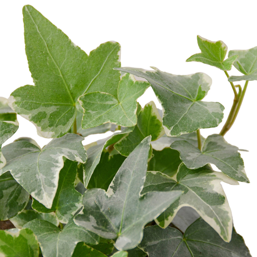 English Ivy 'Glacier' – view 10