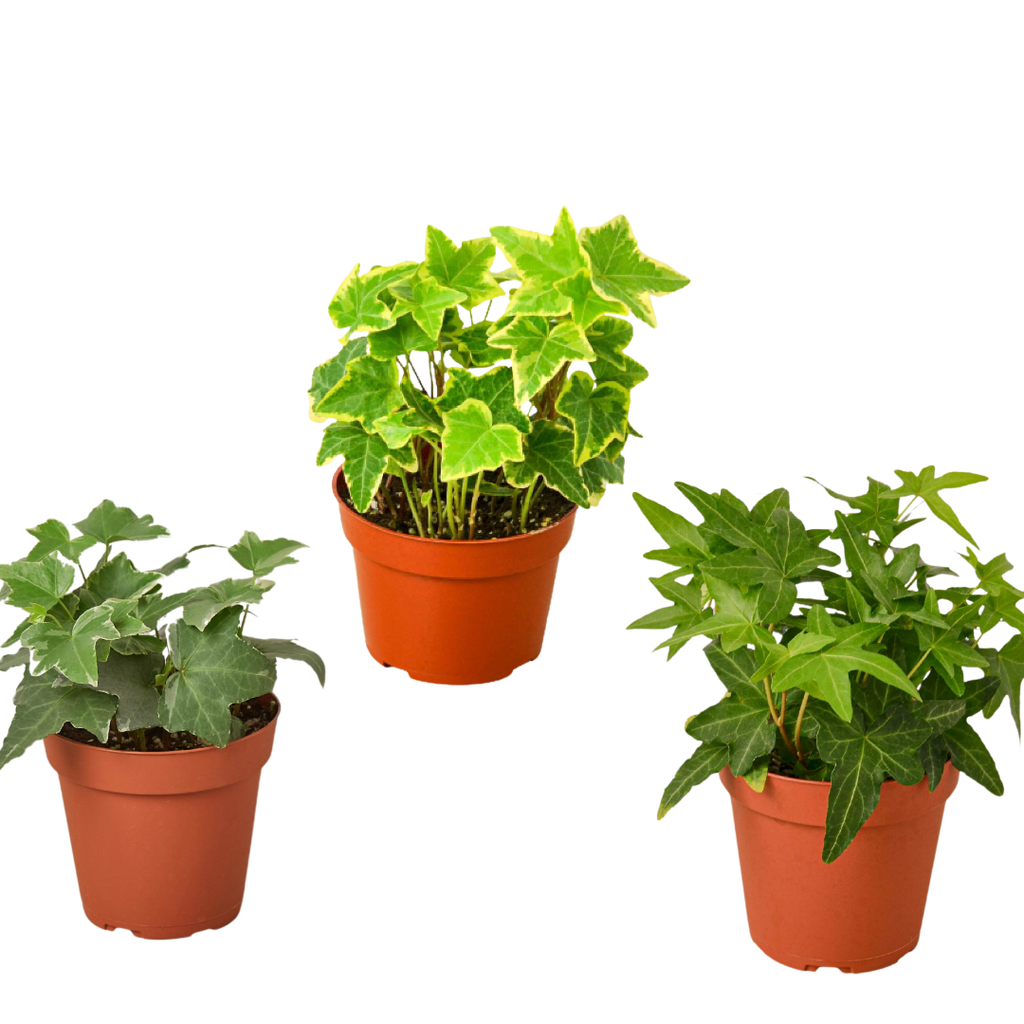 3 English Ivy Variety Pack - 4” Pots