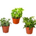 3 English Ivy Variety Pack - 4” Pots