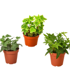 3 English Ivy Variety Pack - 4” Pots