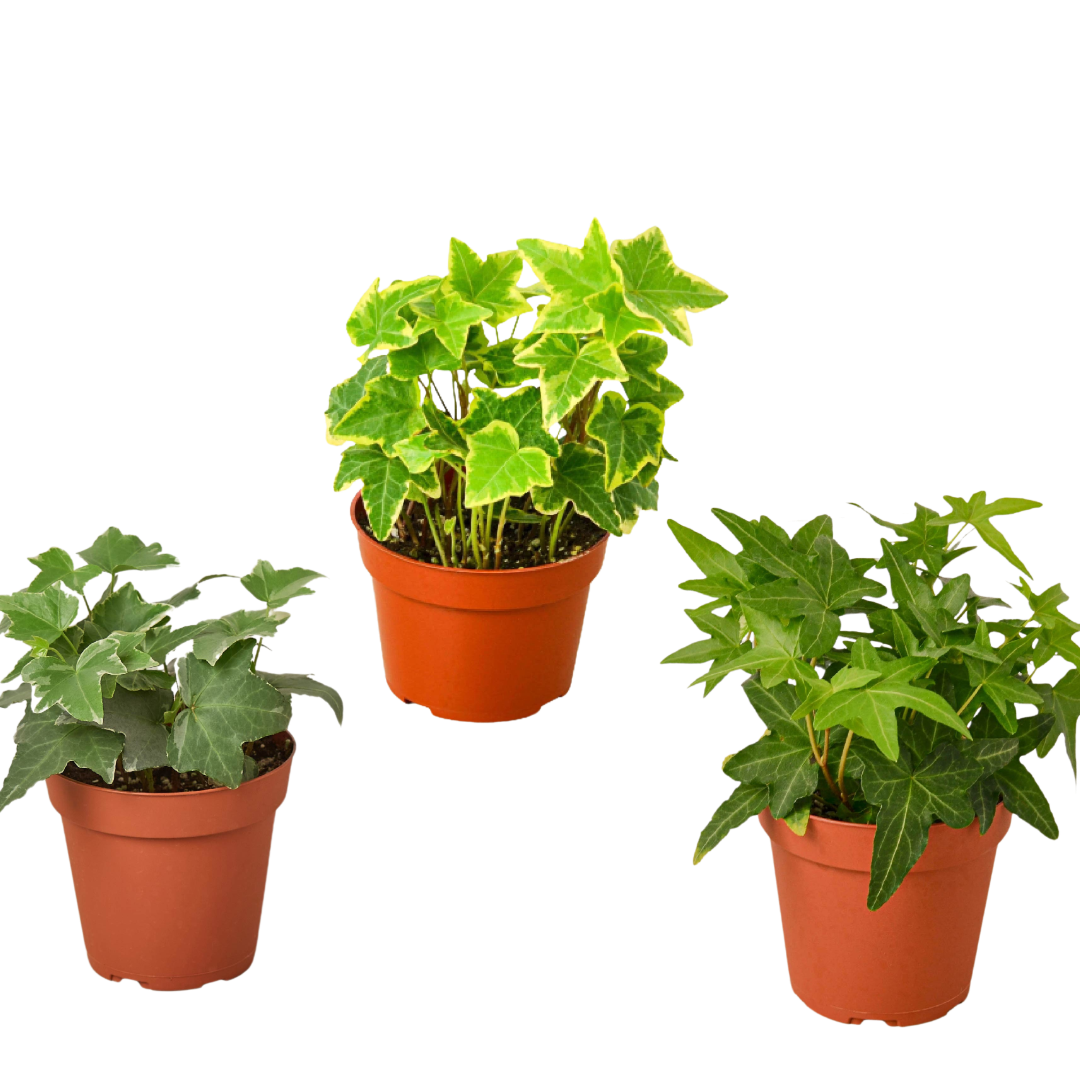 3 English Ivy Variety Pack - 4” Pots