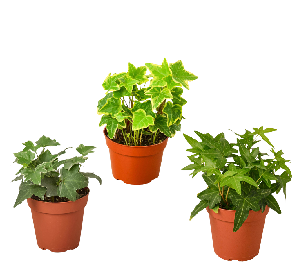 3 English Ivy Variety Pack - 4” Pots