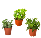 3 English Ivy Variety Pack - 4” Pots