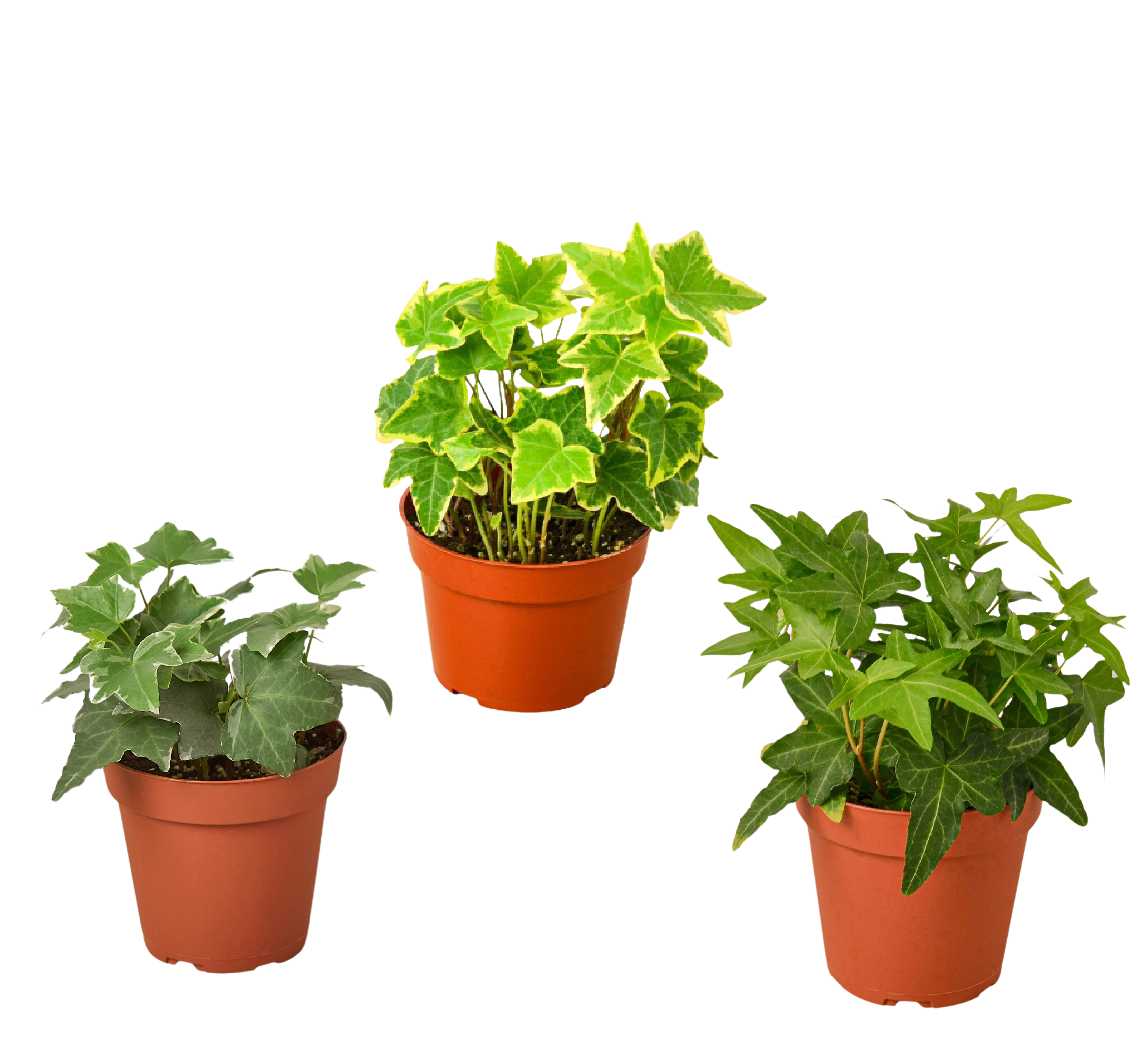 3 English Ivy Variety Pack - 4” Pots