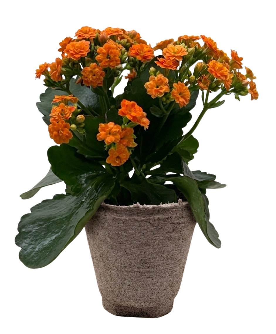 Kalanchoe 'Blossfeldiana' – view 14