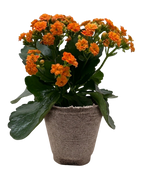 Kalanchoe 'Blossfeldiana' – view 14