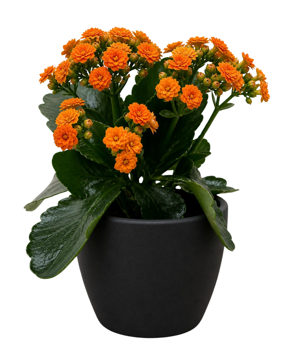 Kalanchoe 'Blossfeldiana' – view 15